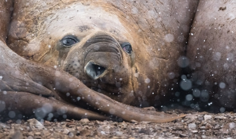 OTL32-18 20180320_SandraPetrowitz_Lagoon_ElephantSeals_03 © Oceanwide Expeditions.jpg