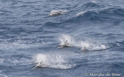 PLA35-18 Day 3_hourglass dolphins_M de Boer_20180330-4L6A0284_edit © Oceanwide Expeditions.jpg