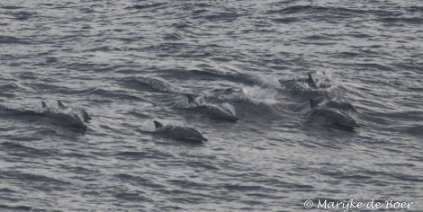 PLA35-18 DAY 32_CLymene dolphin_MArijke de Boer_20180428-4L6A5440_edit © Oceanwide Expeditions.jpg