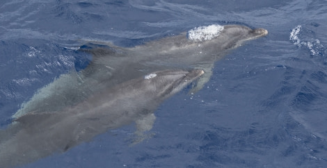 PLA35-18 Day28_Bottlenose dolphin_Marijke de Boer_20180424-4L6A4278_edit © Oceanwide Expeditions.jpg