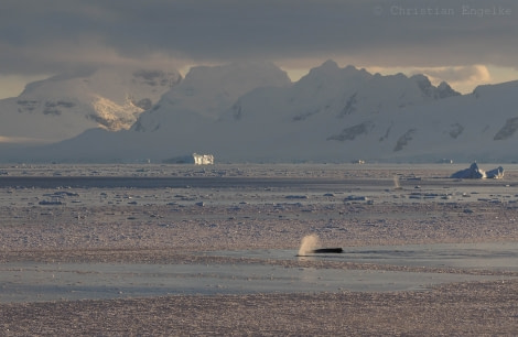 OTL32-18 20180318 Christian Engelke - Gerlache Strait III © Oceanwide Expeditions.JPG