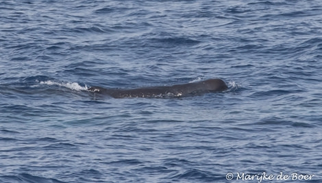 PLA35-18 Day30_baby sperm whale_Marijke de Boer_20180426-4L6A4775_edit © Oceanwide Expeditions.jpg