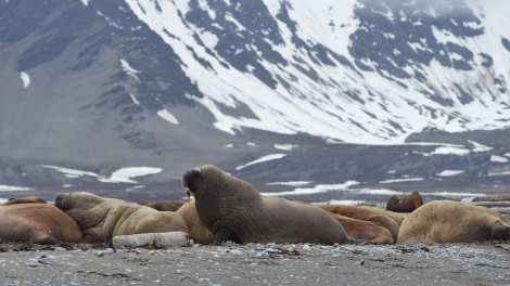 PLA06-18, 359_6486-Oceanwide Expeditions.jpg