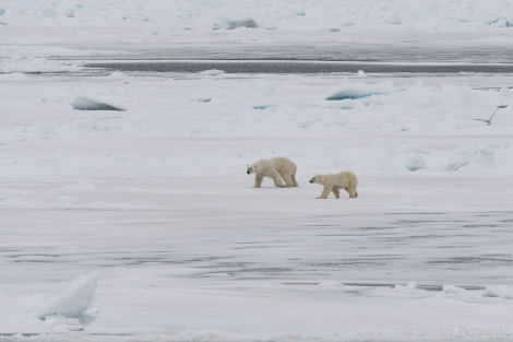 OTL03-18 20180602_Bears_2_SandraPetrowitz-Oceanwide Expeditions.jpg