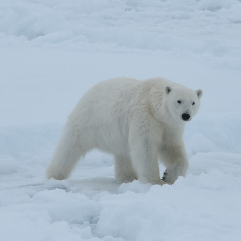 PLA06-18, 359_5723-Oceanwide Expeditions.jpg