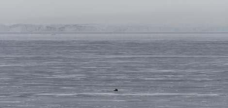 OTL04-18 20180607_Wahlenbergfjorden_Seal_SandraPetrowitz-Oceanwide Expeditions.jpg