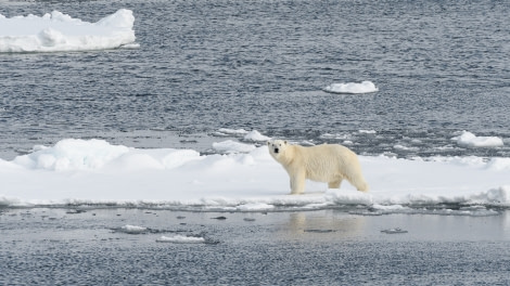 OTL02-18 20180526_PolarBear_SandraPetrowitz-Oceanwide Expeditions.jpg