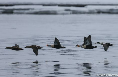 OTL02-18 20180528_Eider Mick Brown -4672-Oceanwide Expeditions.jpg