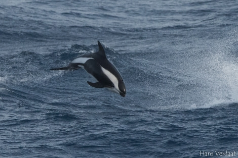 PLA35-18 20180330-HansVerdaat-049-HourglassDolphin © Oceanwide Expeditions.jpg