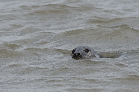 OTL02-18 20180520_Ythan_Seal_SandraPetrowitz-Oceanwide Expeditions.jpg