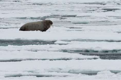 OTL04-18 20180608_Walrus_Ice_SandraPetrowitz-Oceanwide Expeditions.jpg