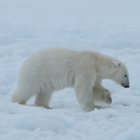 PLA06-18, 359_5747-Oceanwide Expeditions.jpg