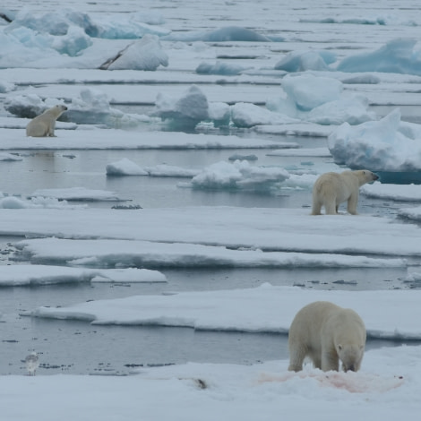 PLA07-18, DAY 3 359_7465-Oceanwide Expeditions.jpg