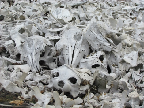 Beluga whale skeletons, Ahlstrandhalvoya, Bellsund, Bamsebu © Ali Liddle-Oceanwide Expeditions.jpg