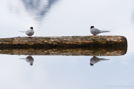 OTL03-18 20180604_ArcticTerns_SandraPetrowitz-Oceanwide Expeditions.jpg