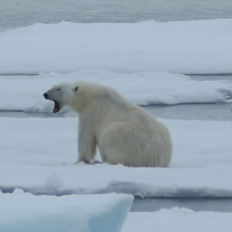 PLA07-18, DAY 3 359_6886-Oceanwide Expeditions.jpg