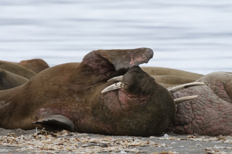 OTL03-18 20180604_Walrus_SandraPetrowitz-Oceanwide Expeditions.jpg