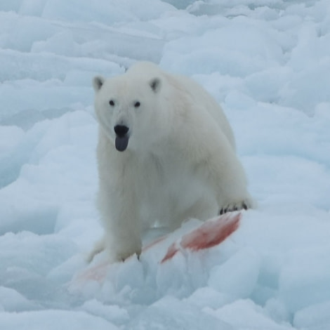 PLA06-18, 359_5825-Oceanwide Expeditions.jpg