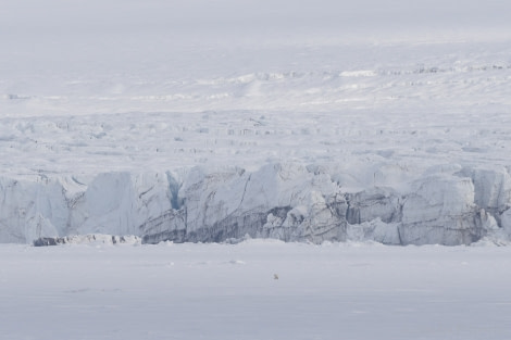 OTL04-18 20180608_Bear_No1_SandraPetrowitz-Oceanwide Expeditions.jpg