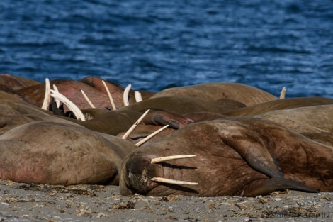 OTL04-18 20180611_Walrus_02_SandraPetrowitz-Oceanwide Expeditions.jpg