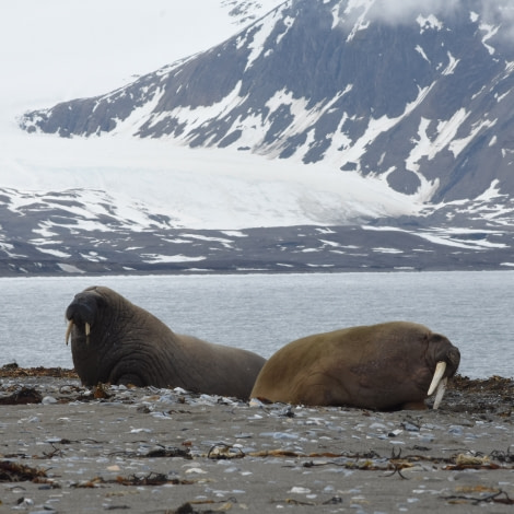 PLA06-18, 359_6443-Oceanwide Expeditions.jpg