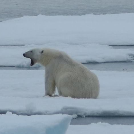 PLA07-18, DAY 3 359_6887-Oceanwide Expeditions.jpg