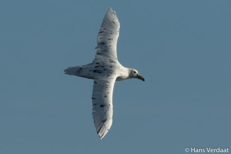 PLA35-18 20180329-HansVerdaat-064-white-SouthernGreatPetrel © Oceanwide Expeditions.jpg