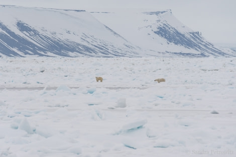 OTL03-18 20180602_Bears_1_SandraPetrowitz-Oceanwide Expeditions.jpg