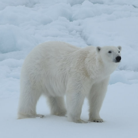 PLA06-18, 359_5739-Oceanwide Expeditions.jpg