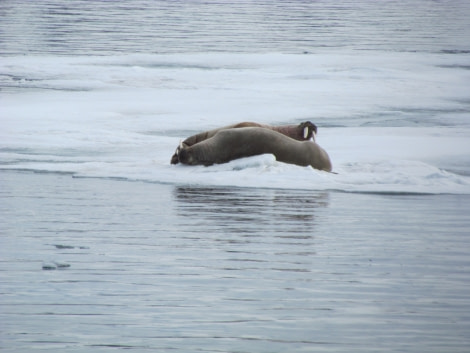 PLA04-18 IMG_9593-Oceanwide Expeditions.JPG