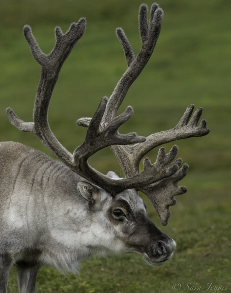 OTL11-18, DAY 7 reindeer-Oceanwide Expeditions.jpg