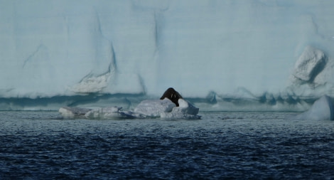 PLA08-18, DAY 4 Brasvellbreen_Ben-Oceanwide Expeditions.JPG