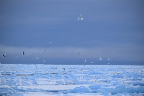 PLA14-18 Day 5 D5Kittiwakes_shelli-Oceanwide Expeditions.JPG