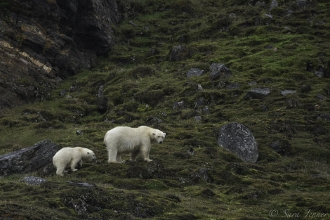 OTL11-18, DAY 2 polar bear and cub-Oceanwide Expeditions.jpg