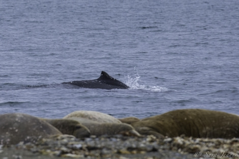 OTL11-18, DAY 9 whale and walrus-Oceanwide Expeditions.jpg