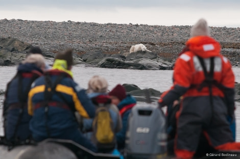 PLA13-18 Day06-04_Storøya_ZodiacAndPolarBear_GerardBodineau-Oceanwide Expeditions.jpg