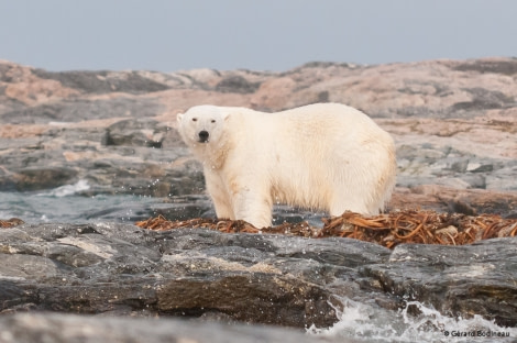 PLA14-18 Day 4 Day04-04_Kvitøya_PolarBear_GerardBodineau-Oceanwide Expeditions.jpg