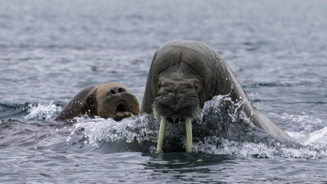 OTL11-18, DAY 4 walrus (for Ali- not from today!)-Oceanwide Expeditions.jpg