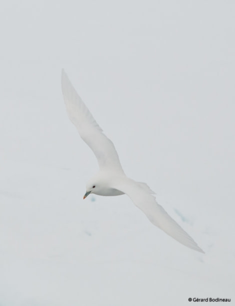 PLA14-18 Day 5 Day05-02_PackIce_IvoryGull_GerardBodineau-Oceanwide Expeditions.jpg