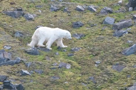 PLA13-18 Day04-01_PolarBear_GerardBodineau-Oceanwide Expeditions.jpg