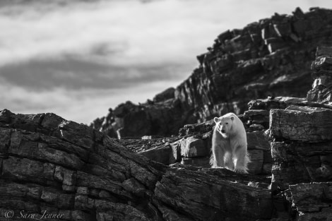 OTL11-18, DAY 4 bear on cliff_-Oceanwide Expeditions.jpg