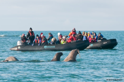 Kvitøya, walrus, Zodiac cruise © Gerard Bodineau - Oceanwide Expeditions.jpg