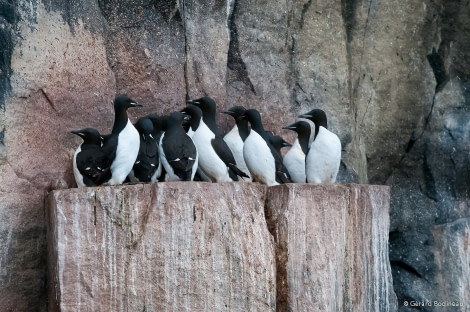 PLA13-18 Day03-02_Alkefjellet_BrunnichGuillemots_GerardBodineau-Oceanwide Expeditions.jpg