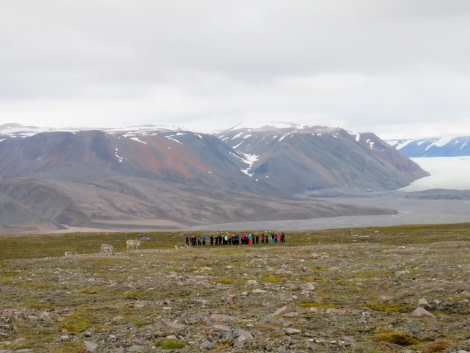 PLA14-18 Day 7 Day 7 Faksevågen reindeer_shelli-Oceanwide Expeditions.JPG