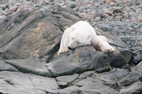 PLA13-18 Day06-03_Storøya_SleepingPolarBear_GerardBodineau-Oceanwide Expeditions.jpg