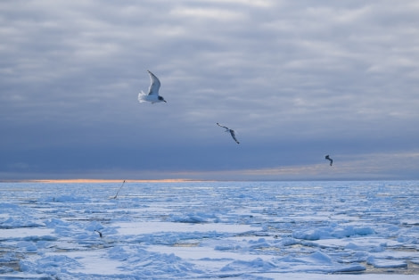 PLA14-18 Day 5 D5Kittiwakes2_shelli-Oceanwide Expeditions.JPG