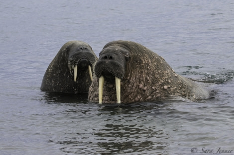 OTL11-18, DAY 9 walrus-Oceanwide Expeditions.jpg