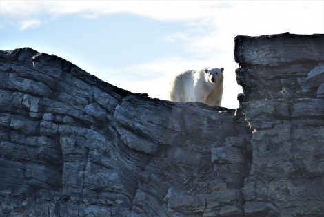 OTL11-18, DAY 4 cliff bear-Oceanwide Expeditions.JPG