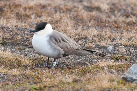 PLA14-18 Day02-03_Blomstrand_LongTailedSkua_GerardBodineau-Oceanwide Expeditions.jpg