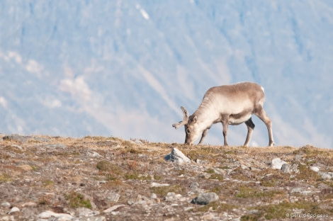 PLA13-18 Day02-06_Blomstrand_Reindeer_GerardBodineau-Oceanwide Expeditions.jpg